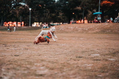 People playing in park