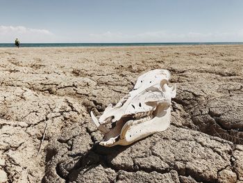 View of animal skull on beach