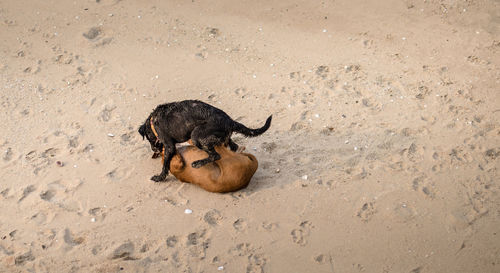 Dogs fighting on sand at beach