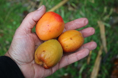 Close-up of hand holding apple