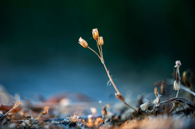 Close-up of wilted plant on field