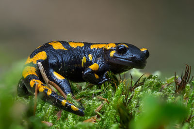 Close-up of insect