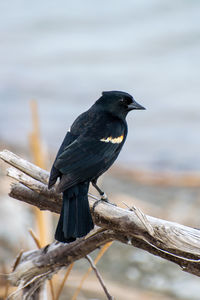 Red-wing blackbird in tommy thomson park, toronto