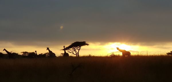 Silhouette plants on field against sky during sunset