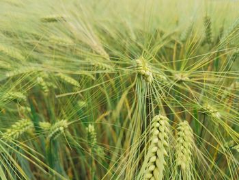 Close-up of wheat growing on field