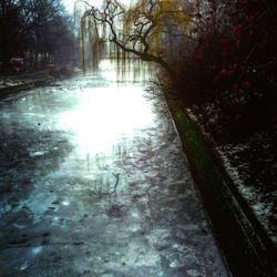 Reflection of trees in water