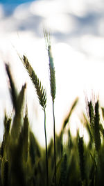 Close-up of wheat growing on field against sky