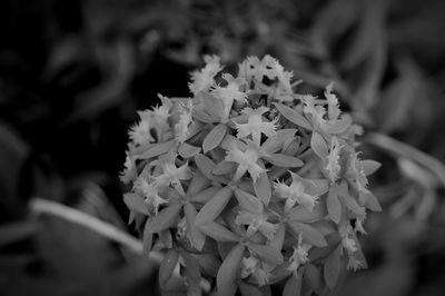 Close-up of white flowers blooming outdoors