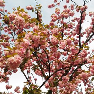 Low angle view of cherry blossom tree