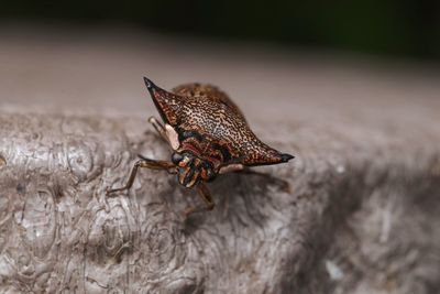 Close-up of insect