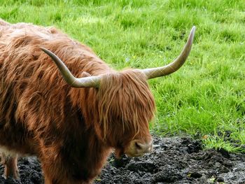 Highland cow in a field