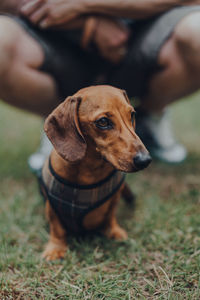 Close-up of dog sitting on field