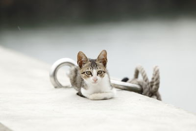 Portrait of kitten sitting outdoors