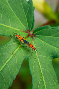 Close-up of insect on leaf
