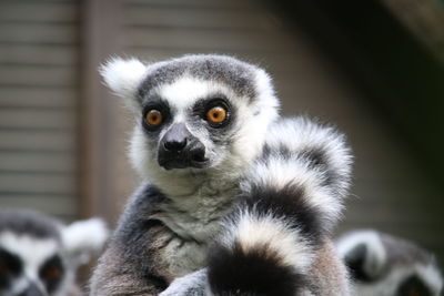 Close-up portrait of a ring tailed lemur