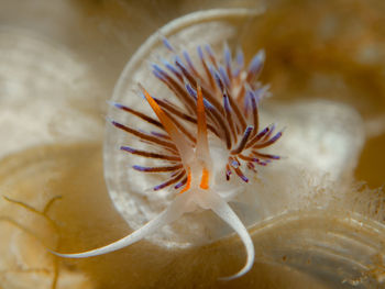Close-up of jellyfish in sea