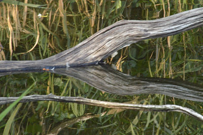 Close-up of roots