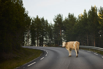 Cow blocking road