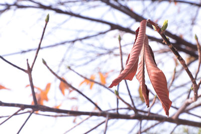 Low angle view of leaves on branch against sky