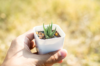 Close-up of hand holding small plant