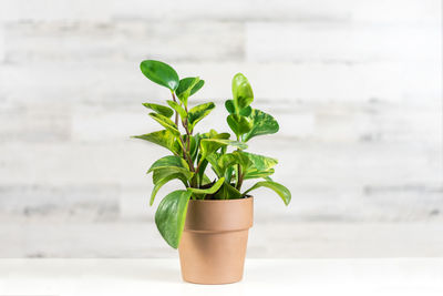 Close-up of potted plant on table