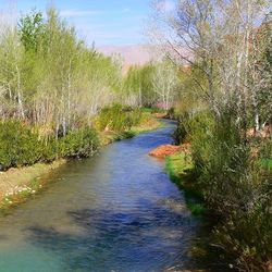 View of river with trees in background