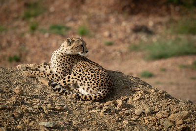 High angle view of cheetah sitting on rock