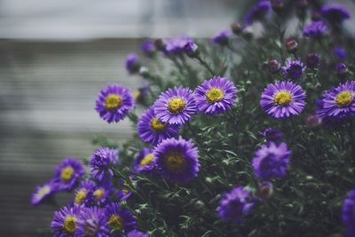 Close-up of purple flowering plants