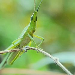 Close-up of insect on leaf