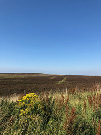 Scenic view of field against clear blue sky