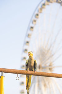 Selective focus cockatiel nymphicus hollandicus beautiful adorable bird on wooden stand.