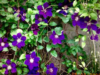 Close-up of flowers growing on tree