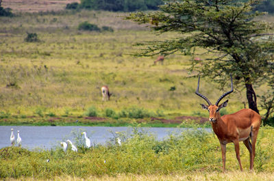 Horses in a landscape