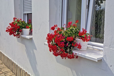 On the sims of a beautiful country house there is an ornament, beautiful red geraniums. 