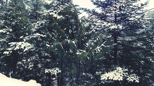 Low angle view of tree against sky