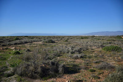 Scenic view of field against clear blue sky