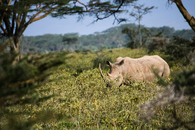 Rhinoceros standing by plants on field