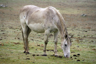 Horse grazing on field