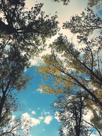 Low angle view of trees against sky