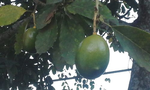 Low angle view of fruits on tree