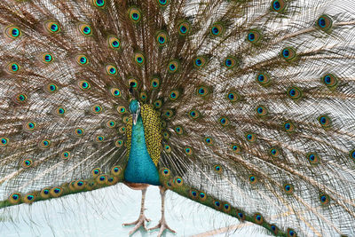 Male peacock showing off his beauty