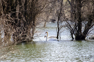 View of swan swimming in lake