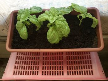 Plants growing on a wall