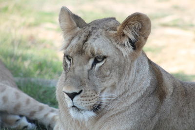 Close-up of a cat