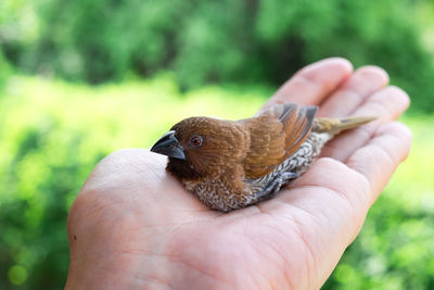 Close-up of cropped hand holding small bird