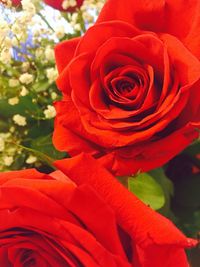 Close-up of red flower against blurred background