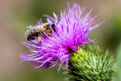 Close-up of honey bee pollinating on pink flower