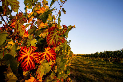 Grapevines against clear sky