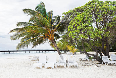 Palm trees on beach against sky