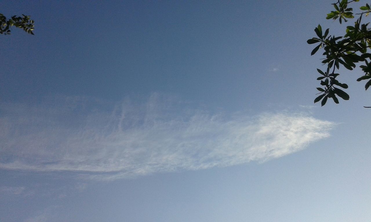 low angle view, sky, tree, blue, tranquility, beauty in nature, nature, scenics, tranquil scene, copy space, growth, cloud - sky, clear sky, day, outdoors, no people, cloud, idyllic, branch, high section